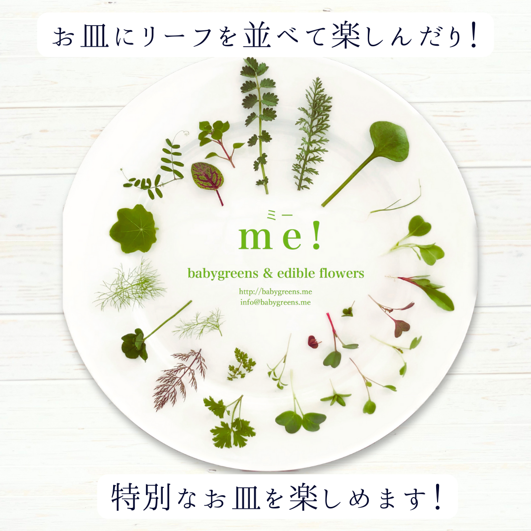 ギフトに！送料無料⭐️季節のマイクロリーフとエディブルフラワーが全て入ったスペシャルセット【This is me! 】メッセージカード付き⭐️ 10