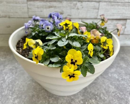 【すぐに植えられる土】5リットル　エディブルフラワー、ハーブ、野菜に！ 3