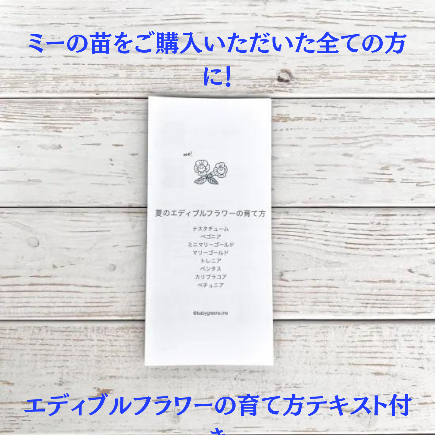 夏のエディブルフラワー苗 24個セット 送料無料