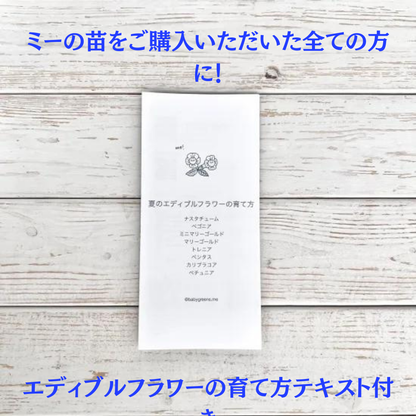 夏のエディブルフラワー苗 12個セット 送料無料