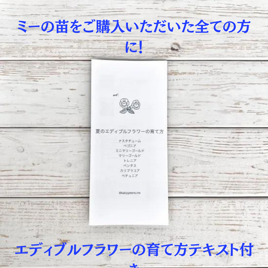 夏のエディブルフラワー苗 96個セット 送料無料 販売店様向き