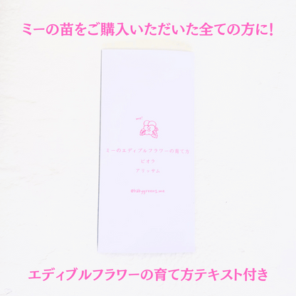 【2025年10月先行予約受付】送料無料！組み合わせ自由！エディブルフラワー ビオラ・アリッサム苗  12個セット  6