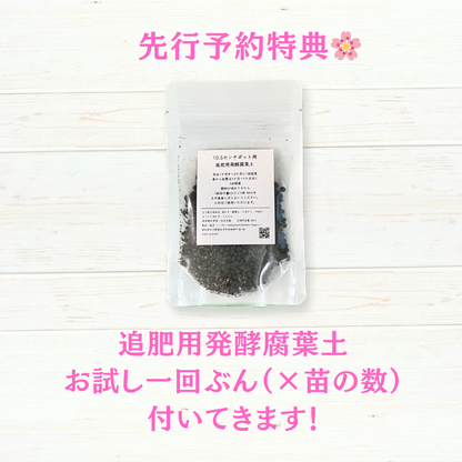【2025年10月先行予約受付】送料無料！組み合わせ自由！エディブルフラワー ビオラ・アリッサム苗  12個セット  7
