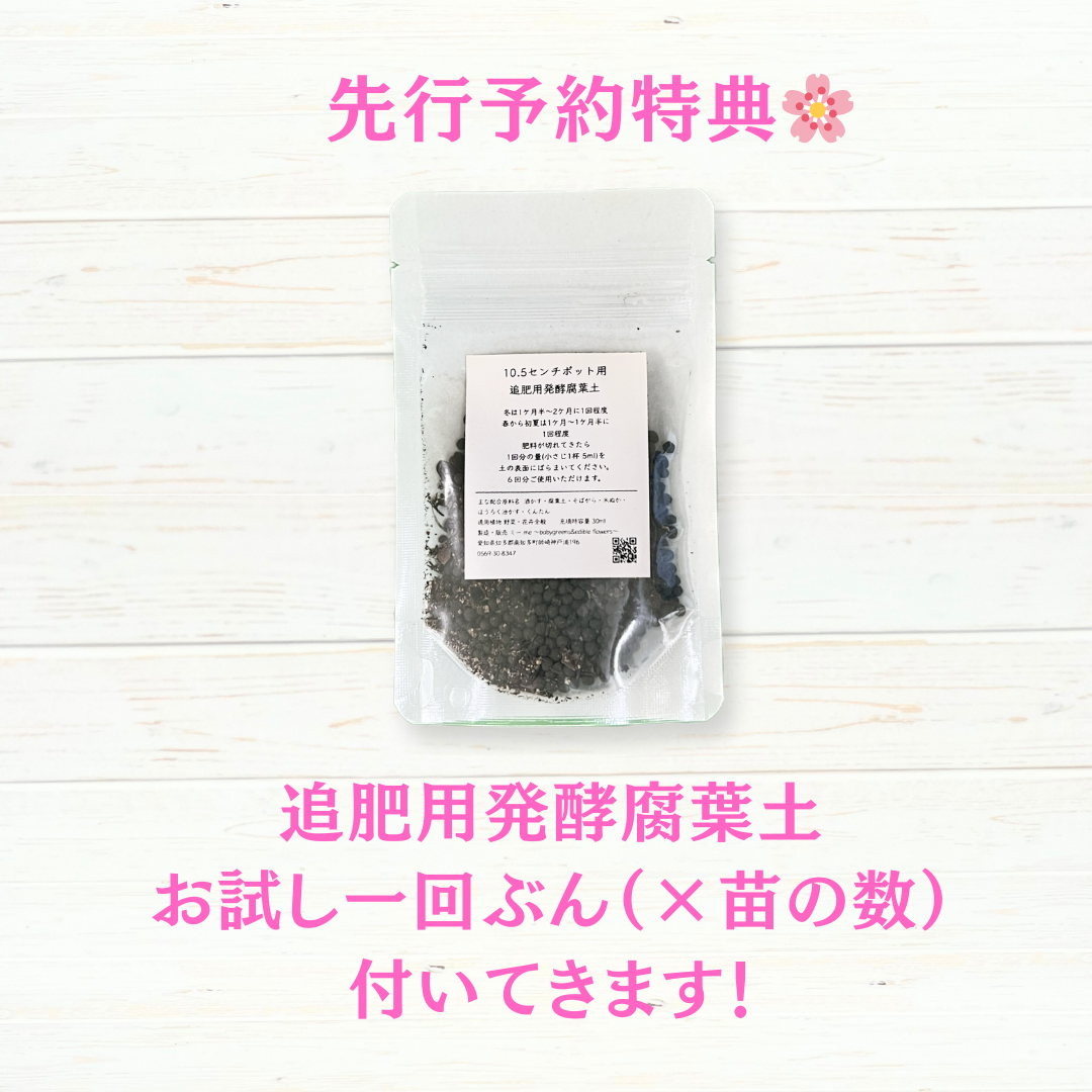 【2025年10月先行予約受付】送料無料！組み合わせ自由！エディブルフラワー ビオラ・アリッサム苗  24個セット  7