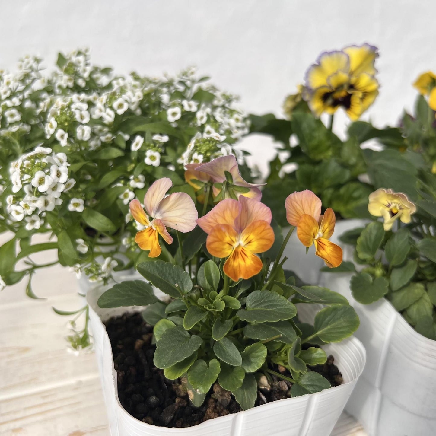 【2025年10月先行予約受付】送料無料！組み合わせ自由！エディブルフラワー ビオラ・アリッサム苗  24個セット  10