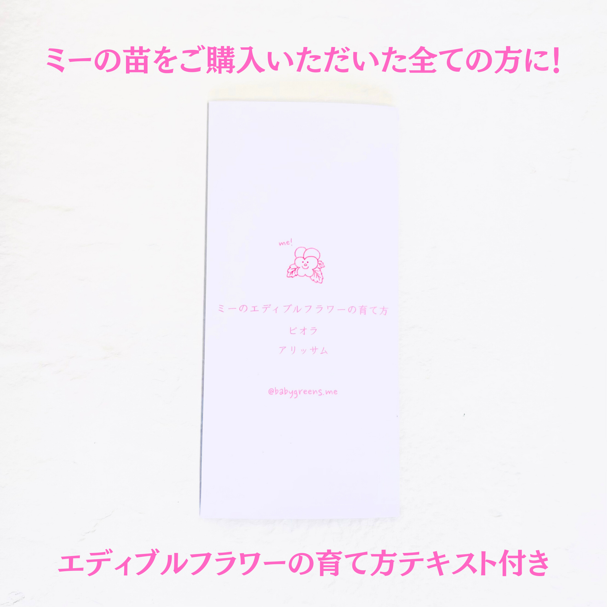 【2025年10月先行予約受付】送料無料！組み合わせ自由！エディブルフラワー ビオラ・アリッサム苗  4個セット  6