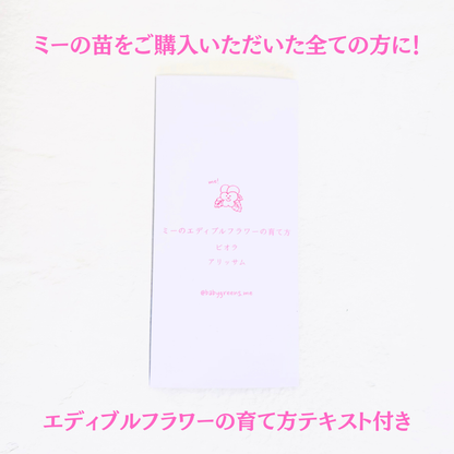 【2025年10月先行予約受付】送料無料！組み合わせ自由！エディブルフラワー ビオラ・アリッサム苗  4個セット  6