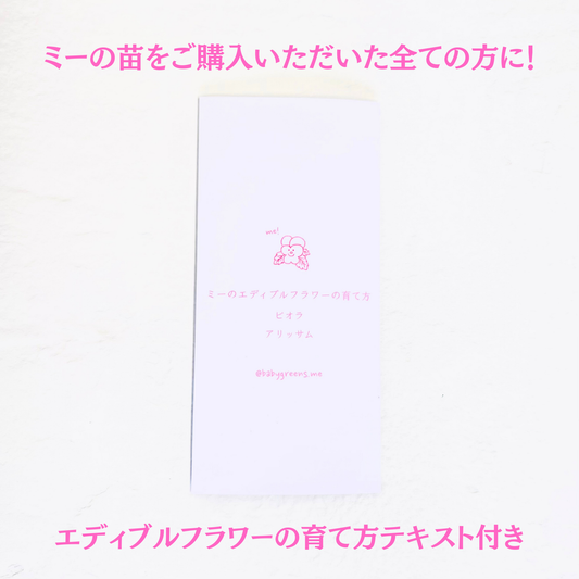 【2025年10月先行予約受付】送料無料！組み合わせ自由！エディブルフラワー ビオラ・アリッサム苗  4個セット  6