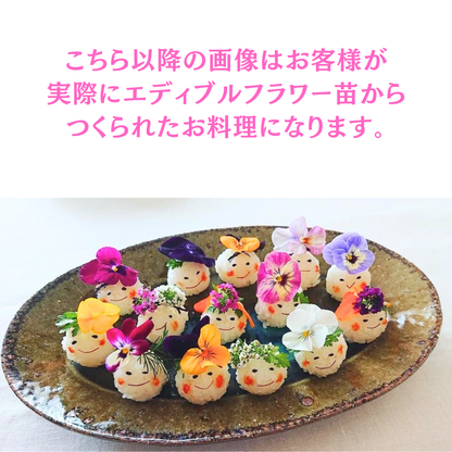 【2025年10月先行予約受付】送料無料！組み合わせ自由！エディブルフラワー ビオラ・アリッサム苗  4個セット  8