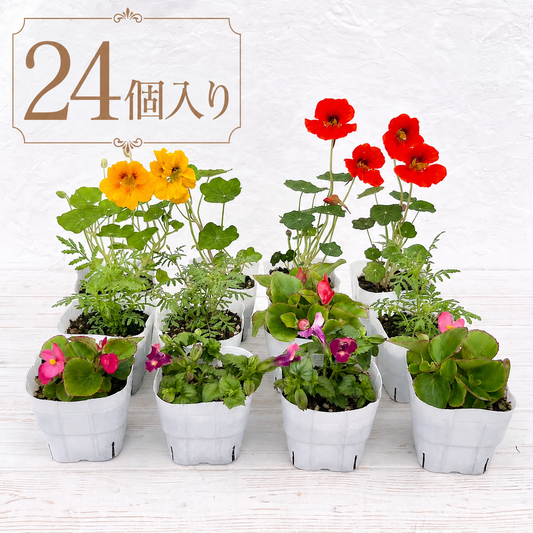 夏のエディブルフラワー苗24個セット