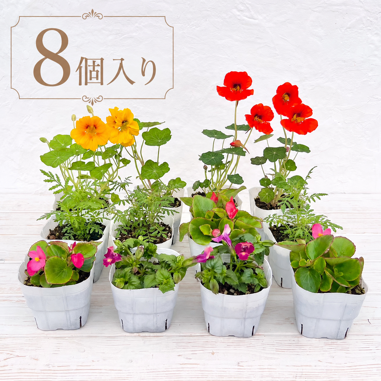 夏のエディブルフラワー苗 8個セット 送料無料